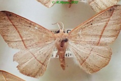 Psilocerea scardamyctes