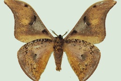 Dogoia perfulvastra