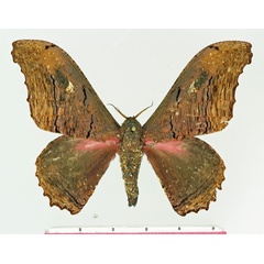 /filer/webapps/moths/media/images/A/agathylla_Micragone_AM_Basquin_01.jpg