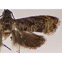 /filer/webapps/moths/media/images/S/sorindeiae_Stenentoma_PTM_USNM.jpg