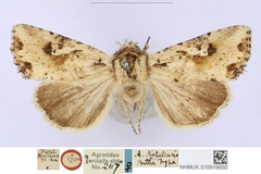 Mythimna natalensis