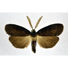 /filer/webapps/moths/media/images/N/nigra_Subscrancia_AM_NHMO.jpg