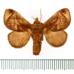 /filer/webapps/moths/media/images/A/anacompa_Ctenolita_AM_BMNH_01.jpg