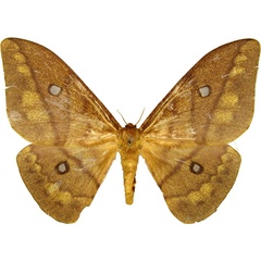 /filer/webapps/moths/media/images/D/discrepans_Pseudantheraea_AF_MCJM.jpg