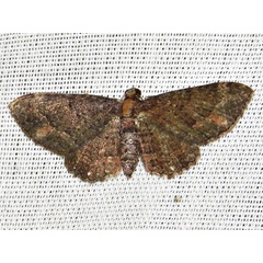/filer/webapps/moths/media/images/P/pallidimacula_Horisme_A_Braun.jpg