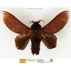 /filer/webapps/moths/media/images/R/rubra_Pachytrina_AM_NHMUK_02.jpg