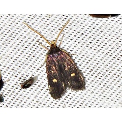 /filer/webapps/moths/media/images/M/maculata_Protolychnis_A_Braun_05.jpg