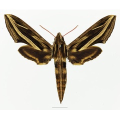 /filer/webapps/moths/media/images/G/geryon_Hippotion_AF_Basquina.jpg