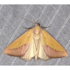 /filer/webapps/moths/media/images/S/sacraria_Phytometra_A_Heyns_03.jpg
