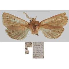 /filer/webapps/moths/media/images/T/tanganyika_Sciomesa_HT_NHMUKa.jpg