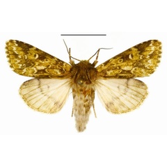 /filer/webapps/moths/media/images/B/brevicornis_Nyodes_A_DePrins.jpg