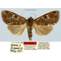 /filer/webapps/moths/media/images/G/griveaudi_Apamea_AT_MNHN.jpg