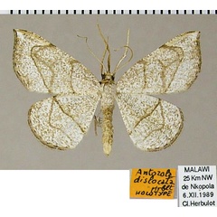 /filer/webapps/moths/media/images/D/dislocata_Antozola_HT_ZSMa.jpg
