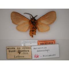 /filer/webapps/moths/media/images/D/debauchei_Metarctia_HT_RMCA_02.jpg