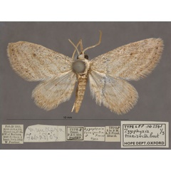/filer/webapps/moths/media/images/T/tornisecta_Scopula_HTM_OUMNHa_01.jpg