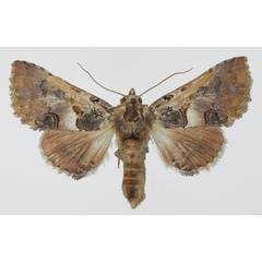 /filer/webapps/moths/media/images/A/alboporphyrea_Thiacidas_AF_Aulombard.jpg