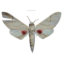 /filer/webapps/moths/media/images/P/politzari_Neoclanis_PTM_ZSM_06.jpg