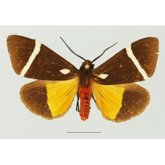 /filer/webapps/moths/media/images/V/vectigera_Fodinoidea_AM_Basquin_01a.jpg