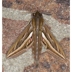 /filer/webapps/moths/media/images/C/celerio_Hippotion_A_Heyns_01.jpg
