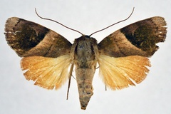 Aiteta veluta