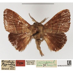 /filer/webapps/moths/media/images/P/pygmula_Beralade_AM_NHMUK_01.jpg