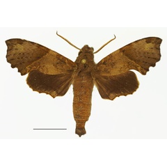/filer/webapps/moths/media/images/A/avinoffi_Temnora_AM_Basquina.jpg