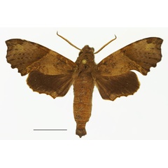 /filer/webapps/moths/media/images/A/avinoffi_Temnora_AM_Basquina.jpg