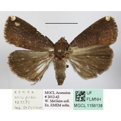 /filer/webapps/moths/media/images/M/monoleuca_Callyna_A_MGCLa_01.JPG