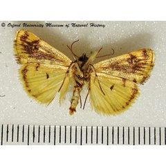 /filer/webapps/moths/media/images/T/tinctilis_Emmelia_A_OUMNHb_01.jpg