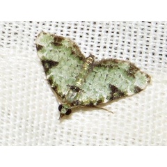 /filer/webapps/moths/media/images/N/nimipunctata_Piercia_A_Braun_01.jpeg