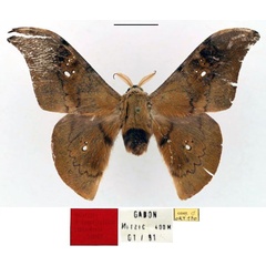 /filer/webapps/moths/media/images/C/csomaense_Orthogonioptilum_HT_RBINS_01.jpg