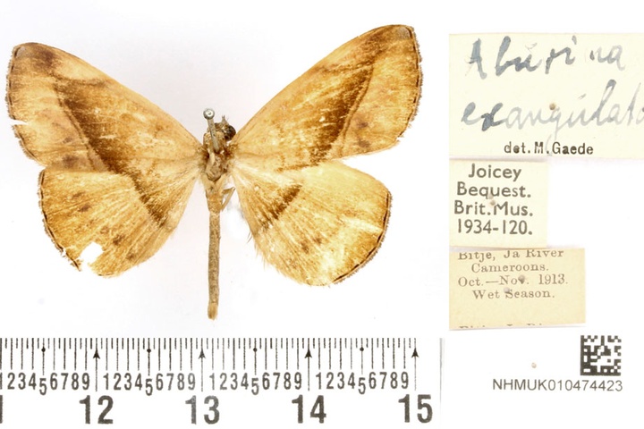 /filer/webapps/moths/media/images/E/exangulata_Aburina_HT_BMNH.jpg