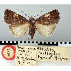 /filer/webapps/moths/media/images/H/heliastis_Athetis_HT_BMNH.jpg