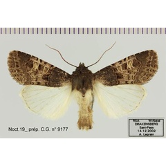 /filer/webapps/moths/media/images/B/bulgeri_Odontestra_AM_Legrain.jpg