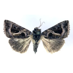 /filer/webapps/moths/media/images/I/indicator_Thysanoplusia_A_RMCA.jpg