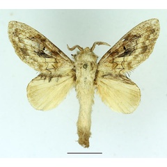 /filer/webapps/moths/media/images/B/balia_Weirdonia_AM_Basquin_02.jpg