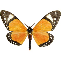 /filer/webapps/moths/media/images/P/permagnifica_Otroeda_AM_MCJM.jpg