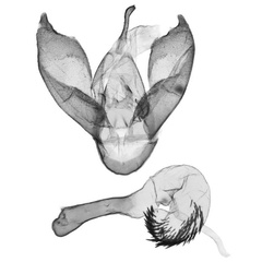 /filer/webapps/moths/media/images/M/mutinondo_Tumicla_GMHT_ANHRT.jpg