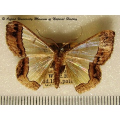 /filer/webapps/moths/media/images/I/ixiaria_Zamarada_A_OUMNH.jpg
