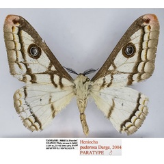 /filer/webapps/moths/media/images/P/pudorosa_Heniocha_PTM_Basquin.jpg