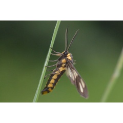 /filer/webapps/moths/media/images/F/fulvescens_Ceryx_AM_Ayalew_04.jpg