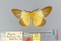 Hypsoides ambriensis