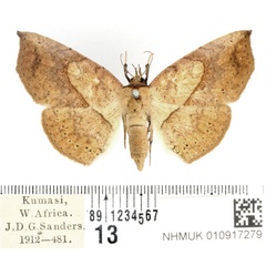 /filer/webapps/moths/media/images/O/odorino_Pleuronodes_AF_BMNH_02.jpg