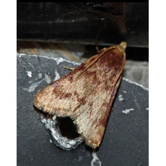 /filer/webapps/moths/media/images/L/laminalis_Zitha_A_Roland_01.jpg