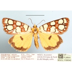 /filer/webapps/moths/media/images/A/amabilis_Crameria_A_MGCLa_01.JPG