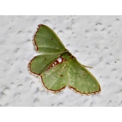 /filer/webapps/moths/media/images/S/saliata_Allochrostes_A_Braun.jpg