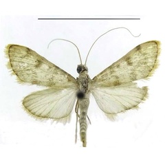 /filer/webapps/moths/media/images/P/postmediofusalis_Pyrausta_HT_Seizmaira.jpg