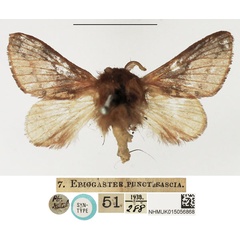 /filer/webapps/moths/media/images/P/punctifascia_Eriogaster_STM_NHMUK.jpg