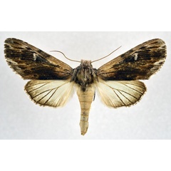 /filer/webapps/moths/media/images/I/iridescens_Iridoplitis_AF_NHMO.jpg
