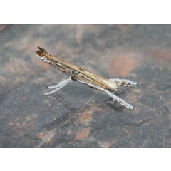 /filer/webapps/moths/media/images/M/melanostola_Cuphodes_A_Triberti-etal_2024_32.jpg